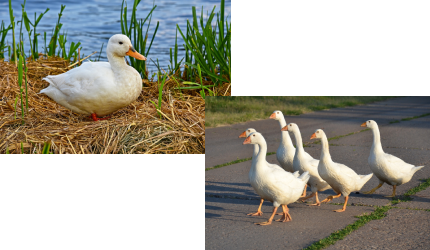 Duck, goose